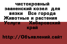 чистокровный зааненский козел  для вязки - Все города Животные и растения » Услуги   . Хабаровский край